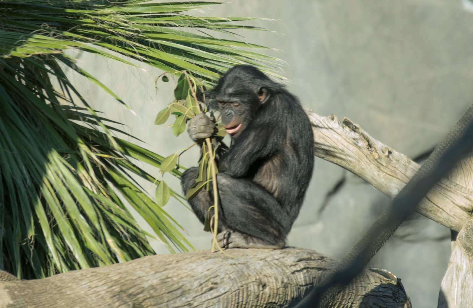 San Diego Zoo Part I 162